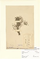 藏品(大屯山飄拂草)的圖片